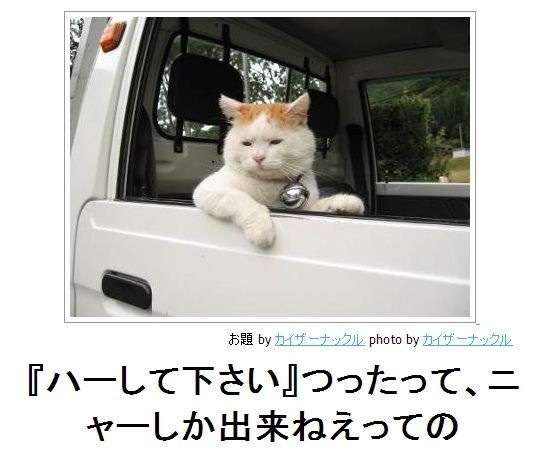 動物のボケて貼って下さい