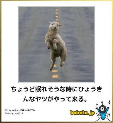 動物のボケて貼って下さい