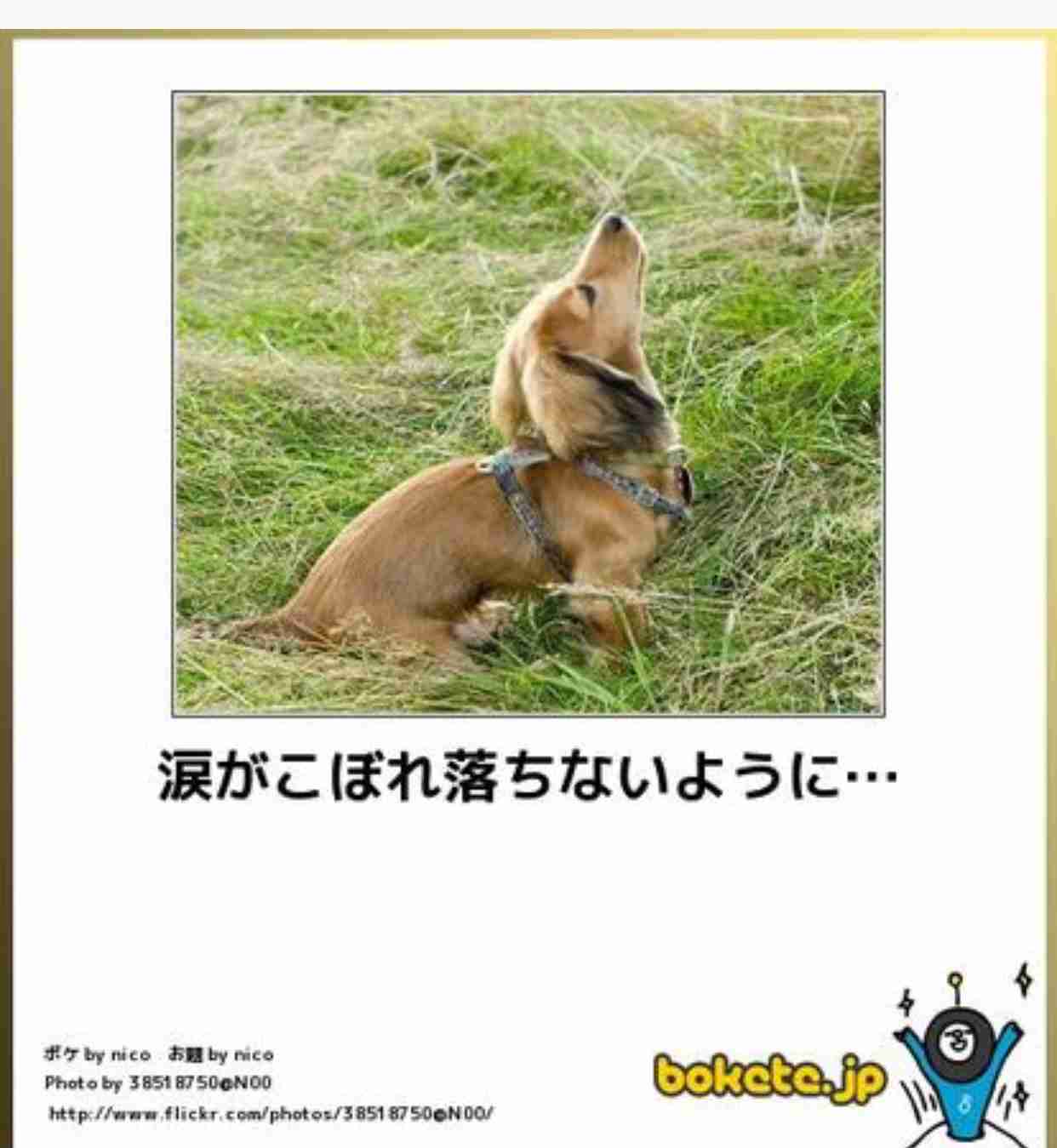 動物のボケて貼って下さい