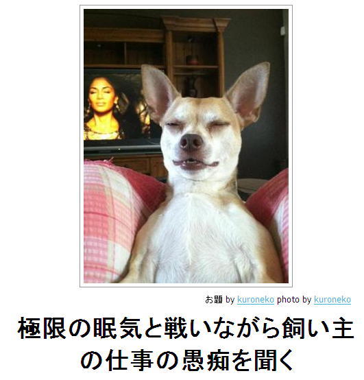 動物のボケて貼って下さい