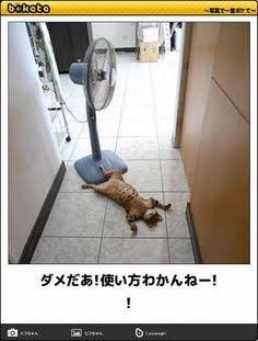 動物のボケて貼って下さい