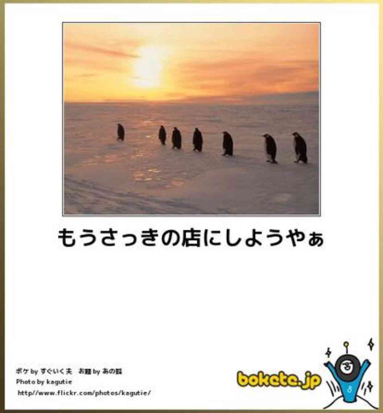 動物のボケて貼って下さい