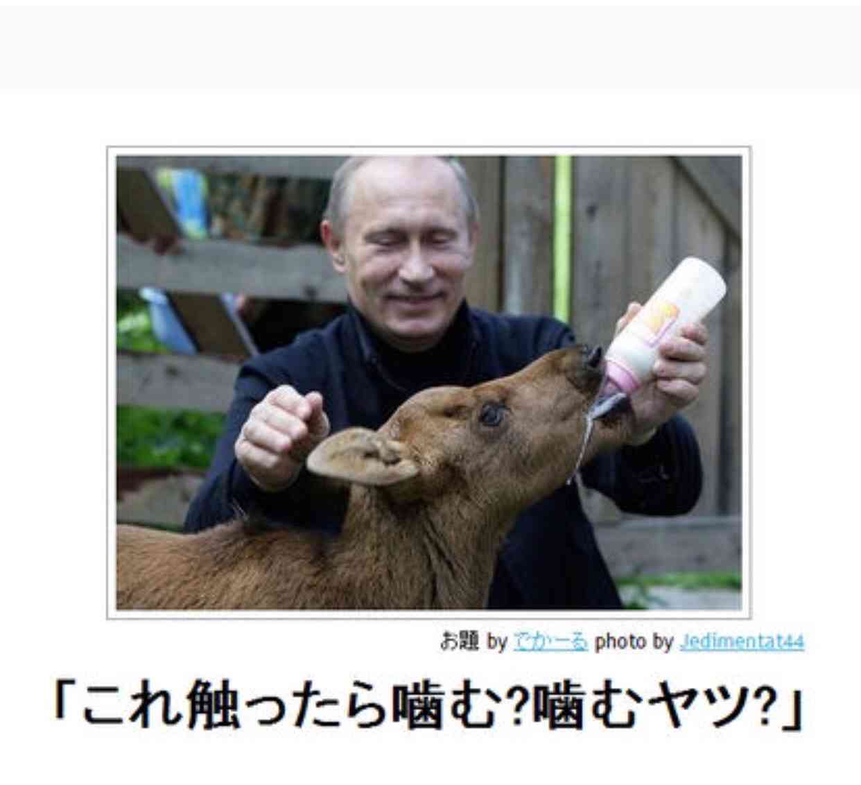 動物のボケて貼って下さい