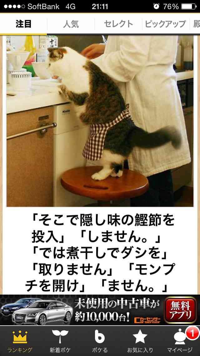 動物のボケて貼って下さい