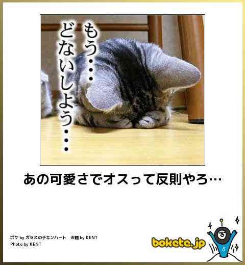 動物のボケて貼って下さい