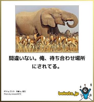 動物のボケて貼って下さい
