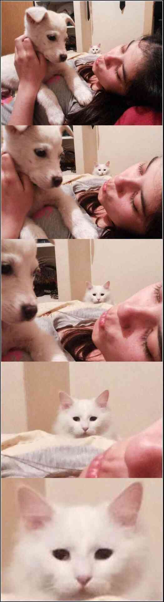 動物のボケて貼って下さい