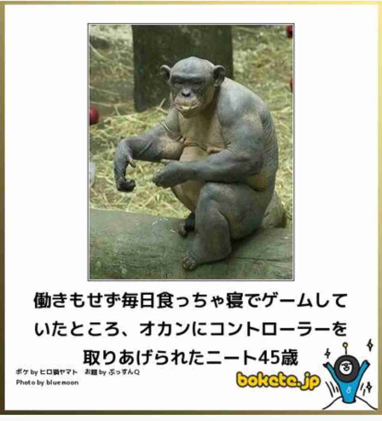 動物のボケて貼って下さい