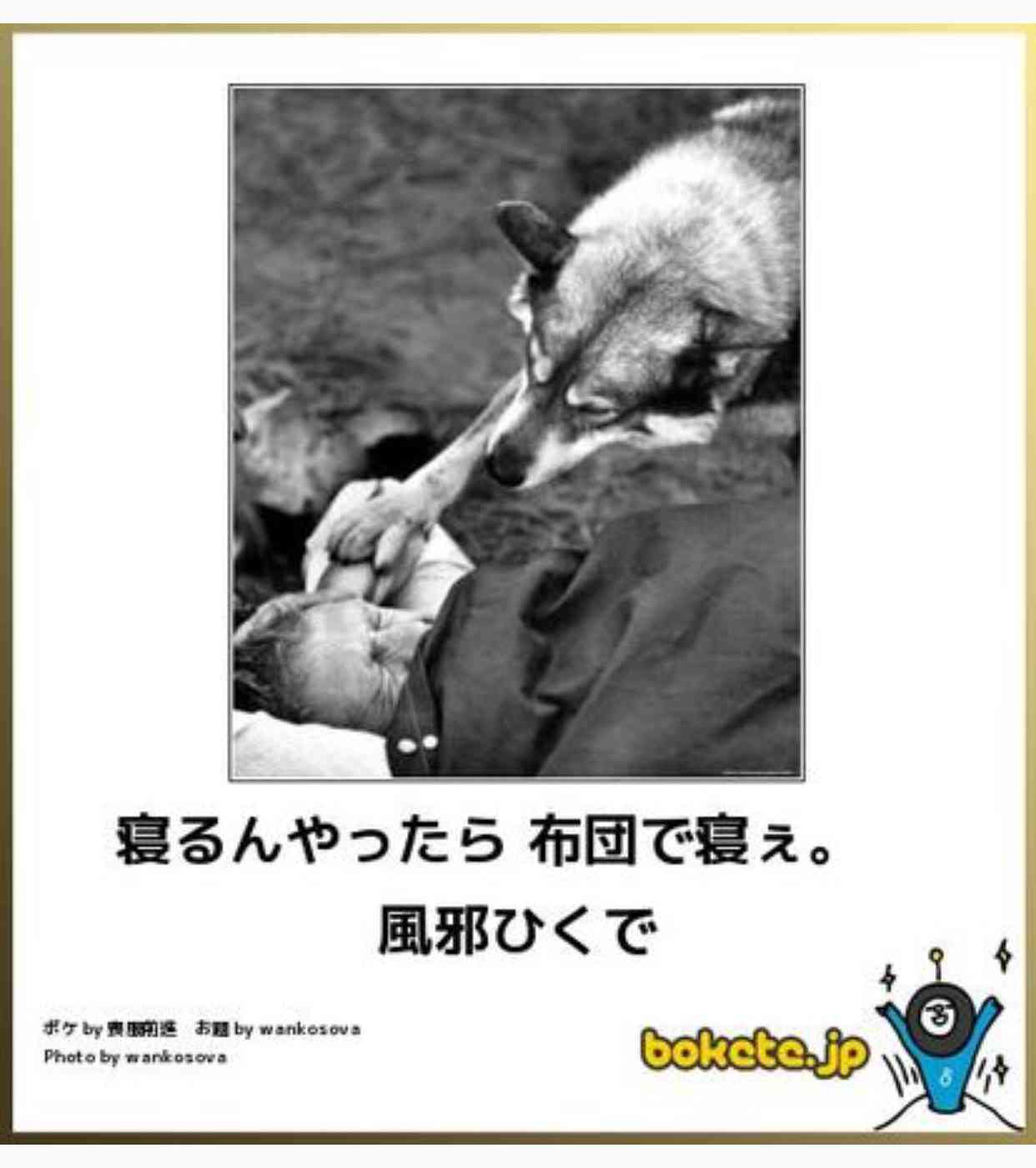 動物のボケて貼って下さい