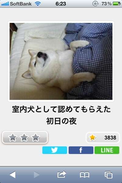 動物のボケて貼って下さい