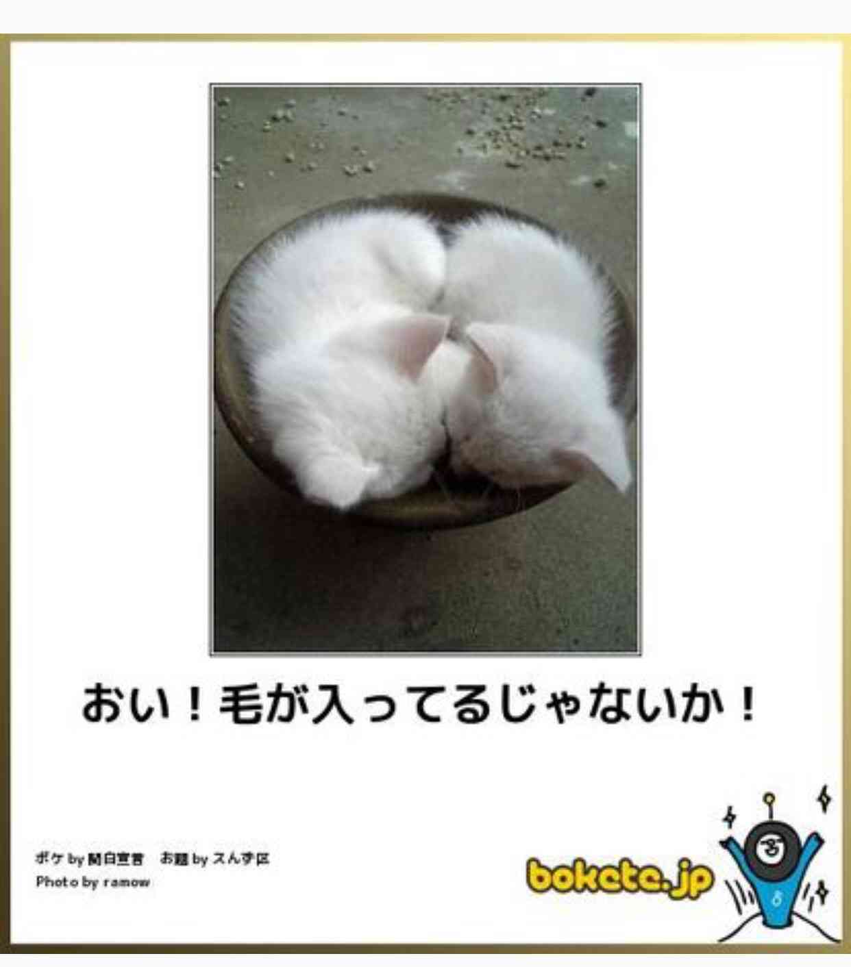 動物のボケて貼って下さい