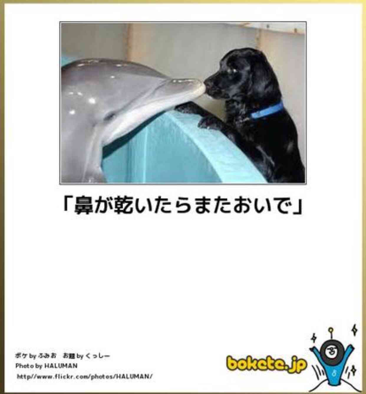 動物のボケて貼って下さい
