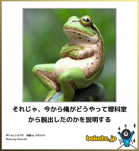 動物のボケて貼って下さい