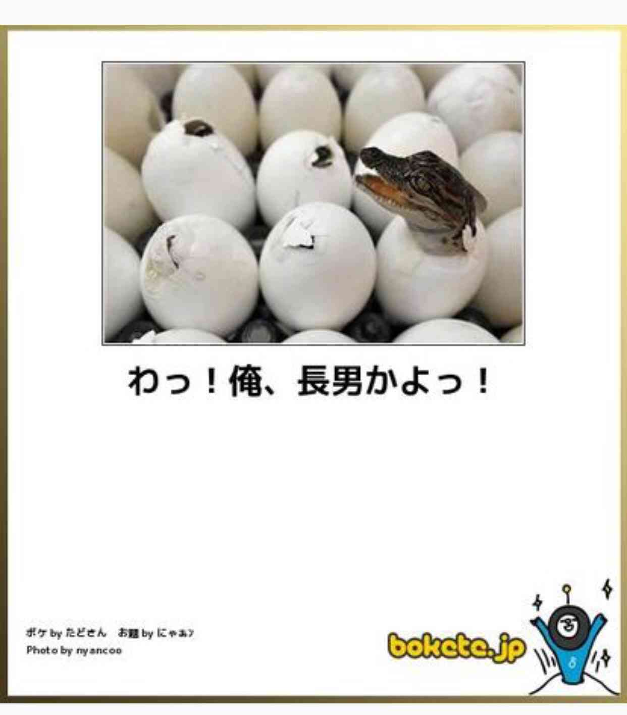 動物のボケて貼って下さい