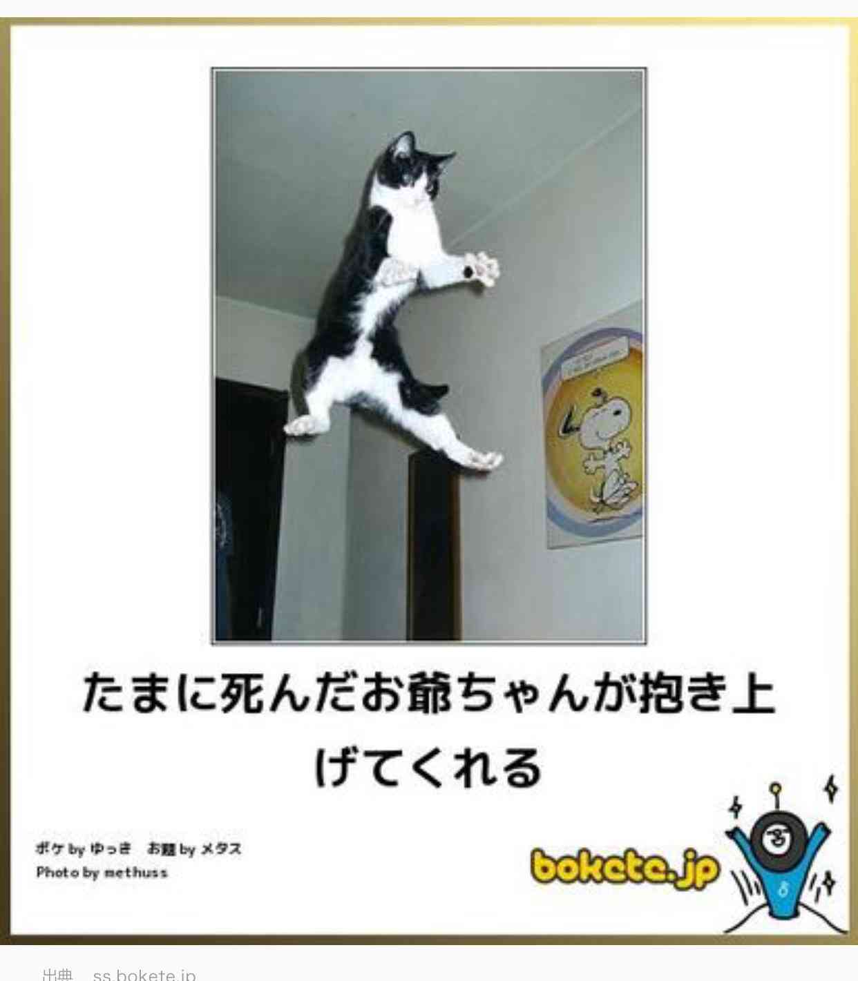 動物のボケて貼って下さい