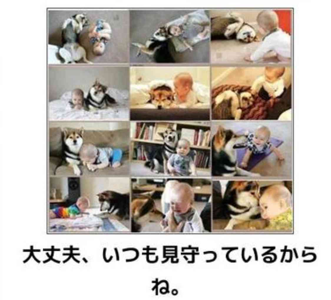 動物のボケて貼って下さい