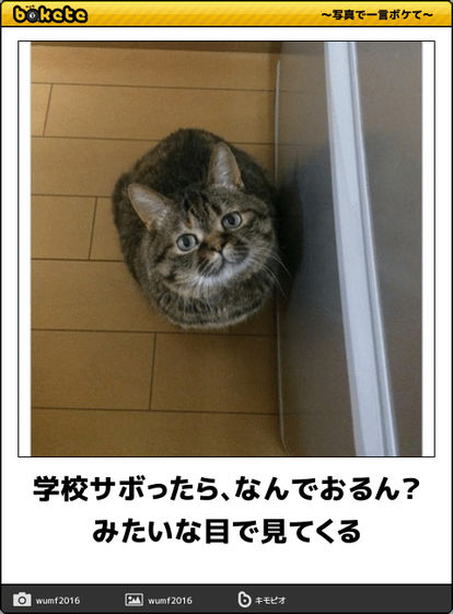 動物のボケて貼って下さい