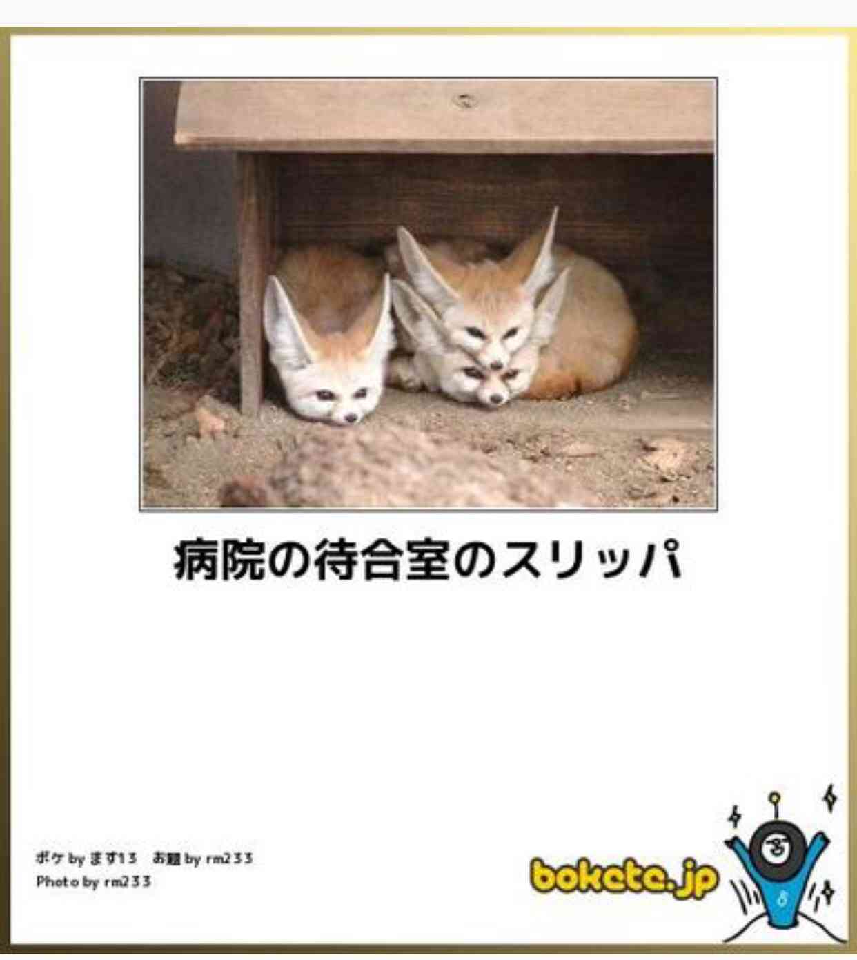 動物のボケて貼って下さい