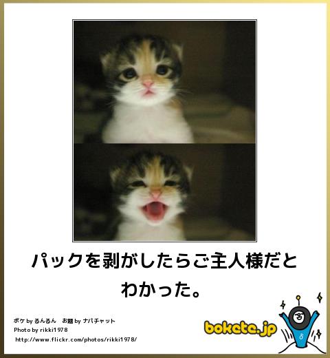 動物のボケて貼って下さい
