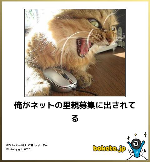 動物のボケて貼って下さい