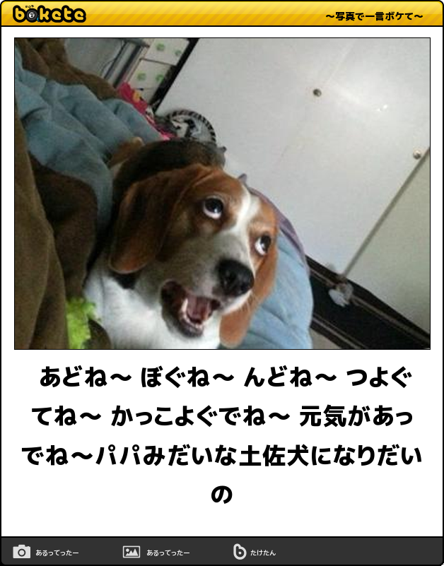 動物のボケて貼って下さい