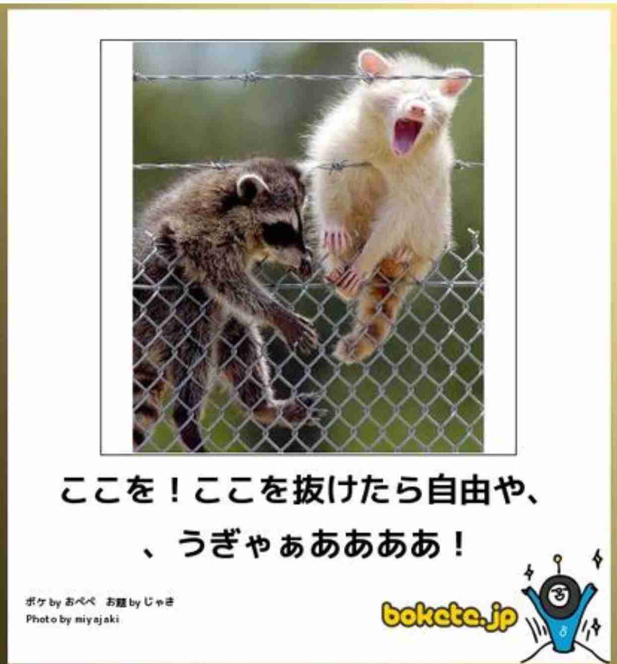 動物のボケて貼って下さい