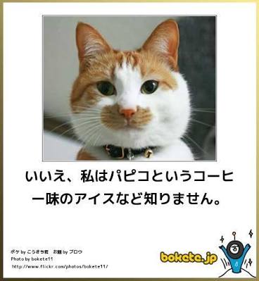 動物のボケて貼って下さい
