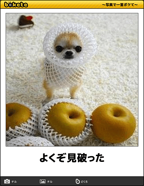 動物のボケて貼って下さい