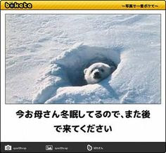 動物のボケて貼って下さい