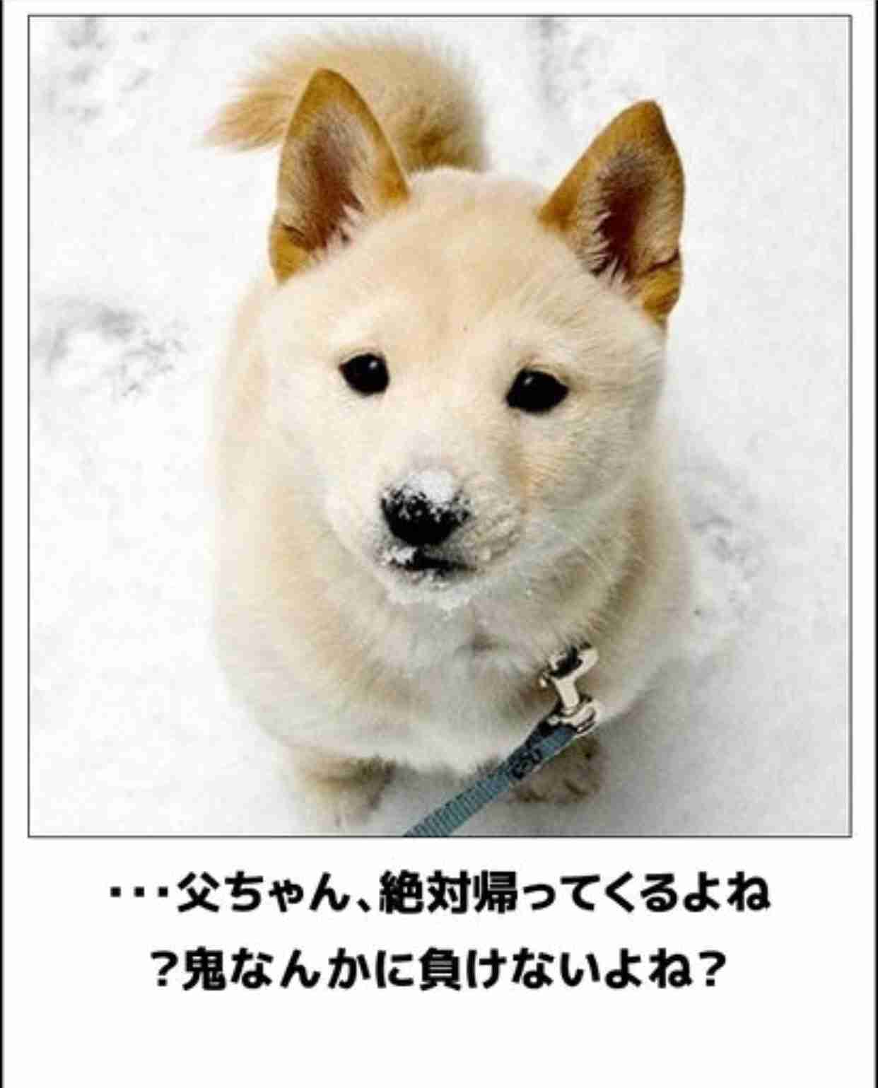 動物のボケて貼って下さい