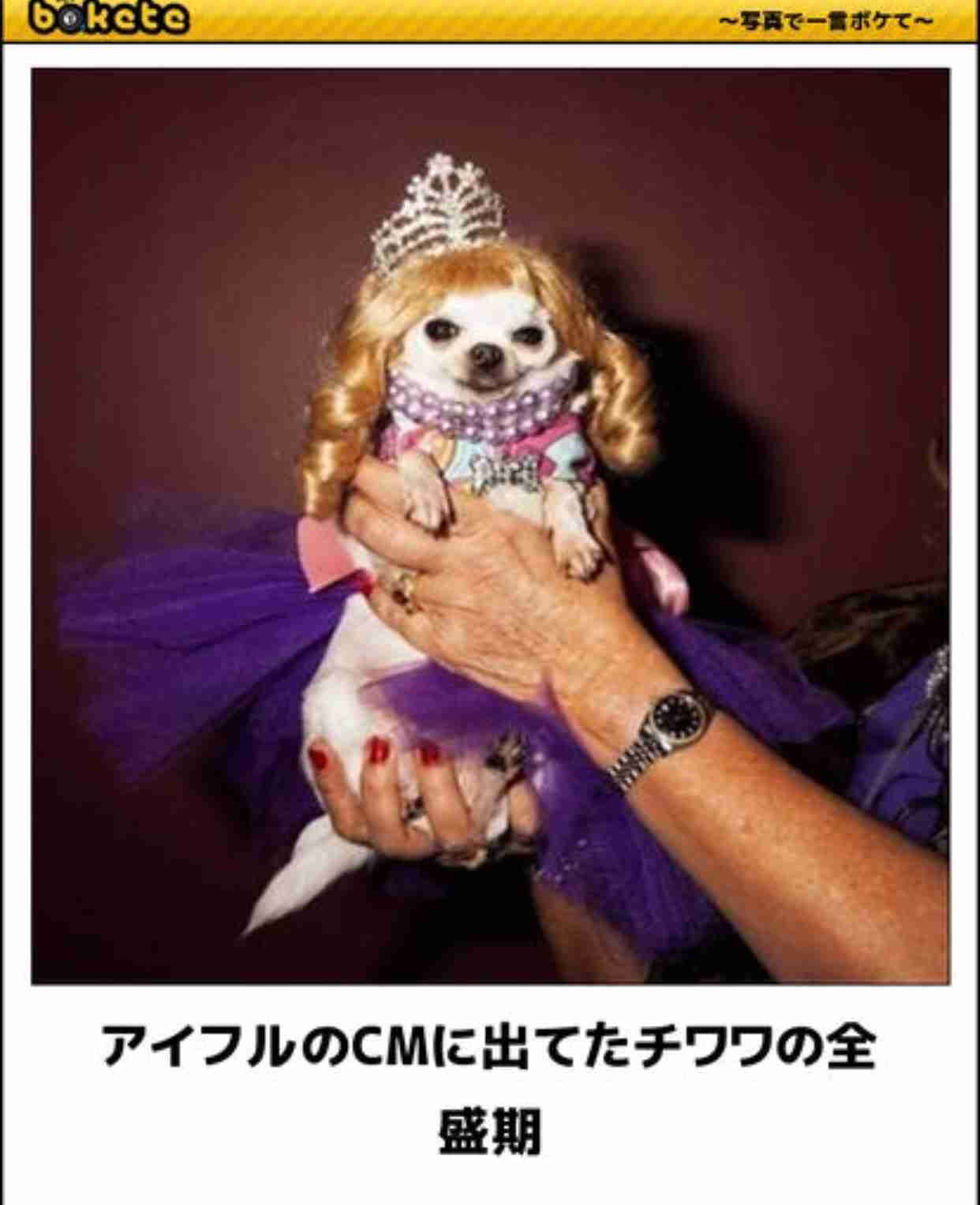 動物のボケて貼って下さい
