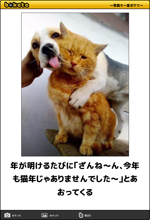 動物のボケて貼って下さい