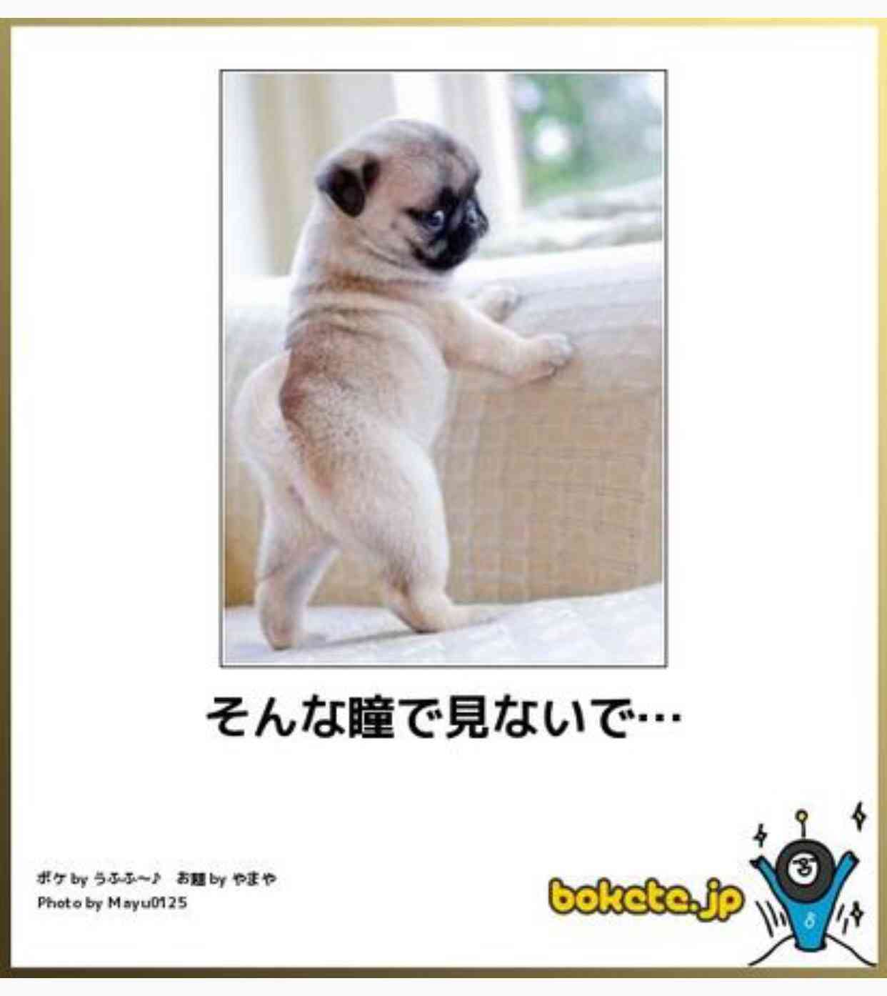 動物のボケて貼って下さい