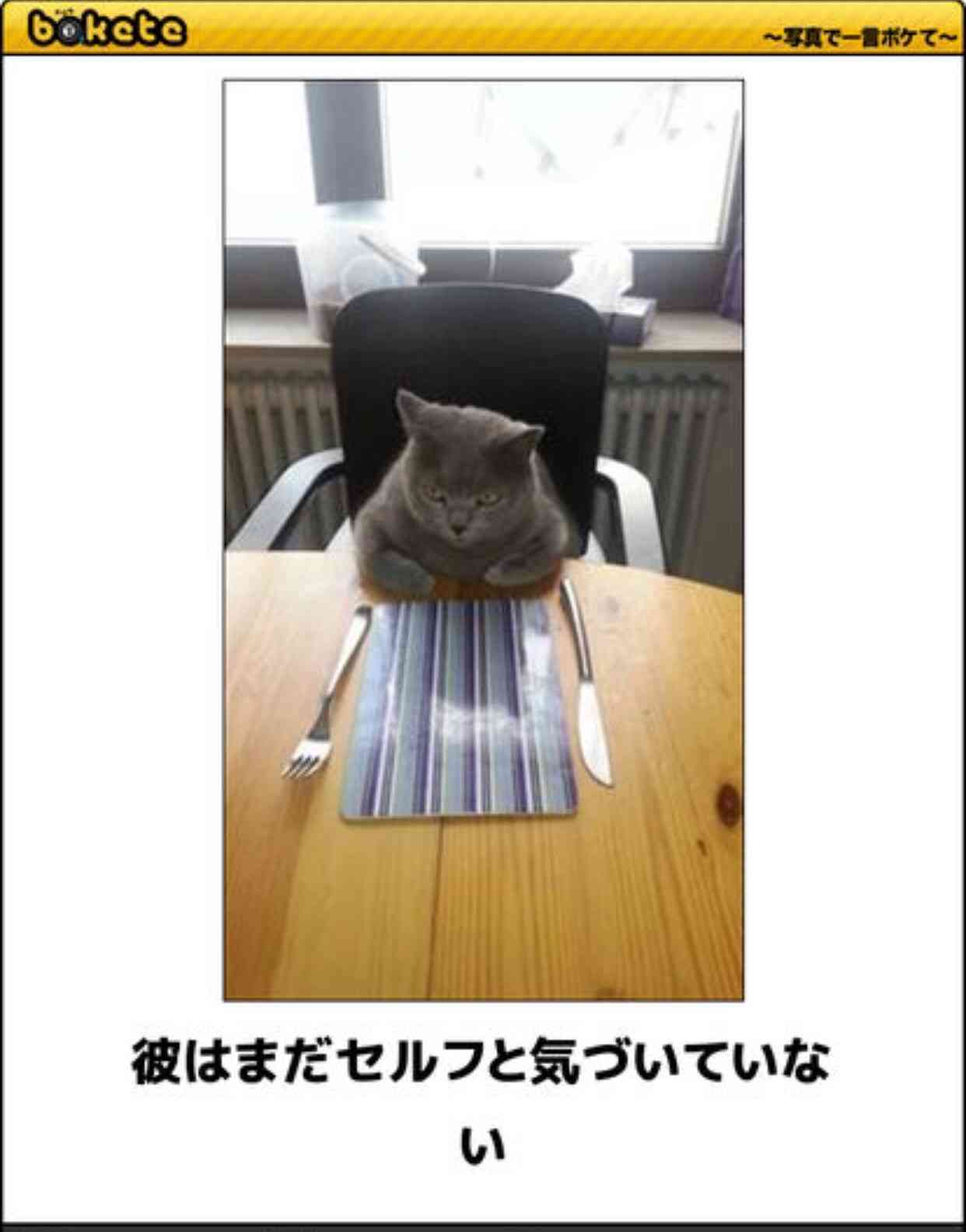 動物のボケて貼って下さい