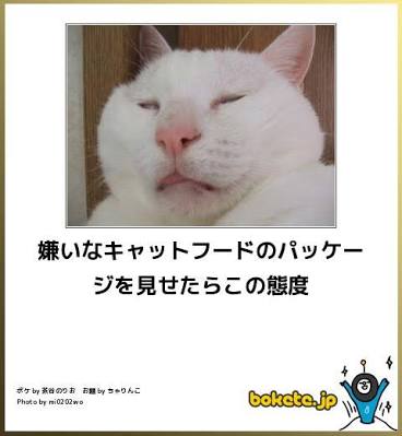 動物のボケて貼って下さい