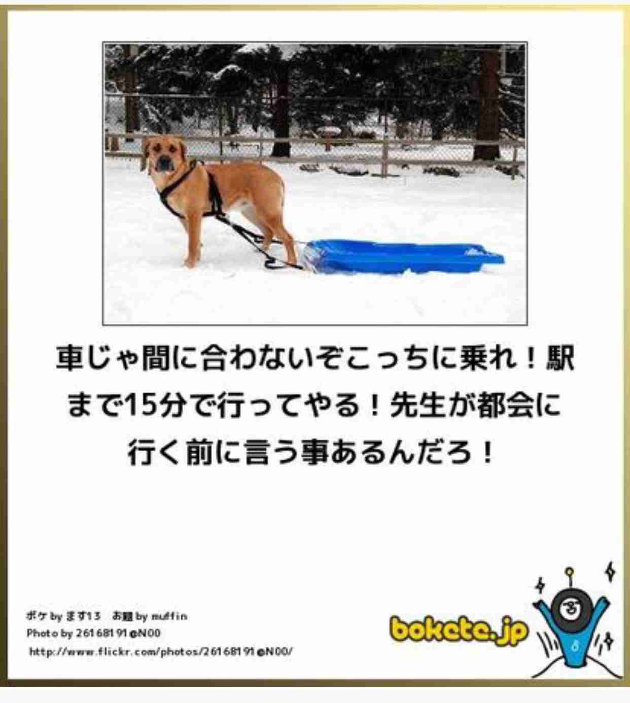 動物のボケて貼って下さい