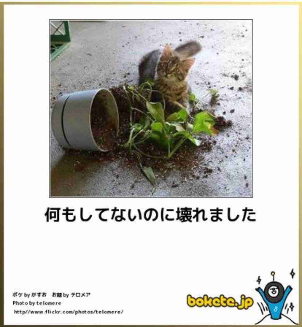 動物のボケて貼って下さい