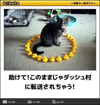 動物のボケて貼って下さい