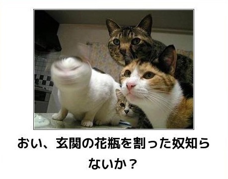 動物のボケて貼って下さい