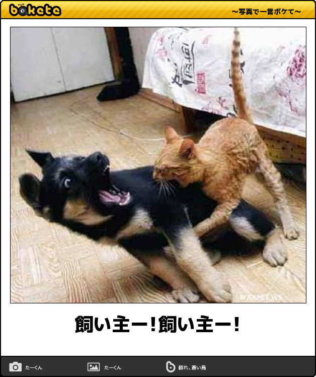 動物のボケて貼って下さい