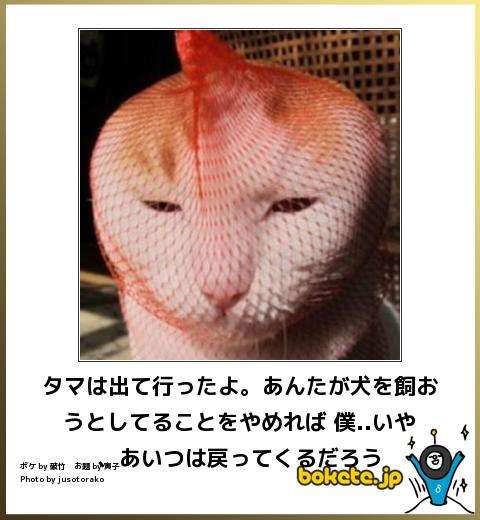 動物のボケて貼って下さい
