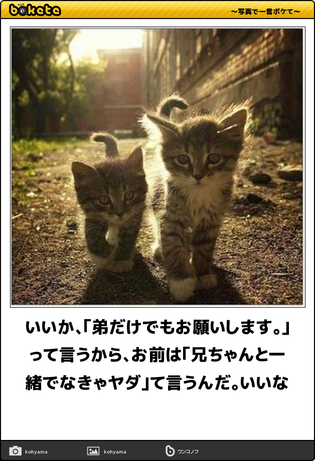 動物のボケて貼って下さい