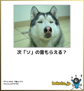 動物のボケて貼って下さい
