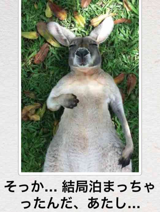 動物のボケて貼って下さい