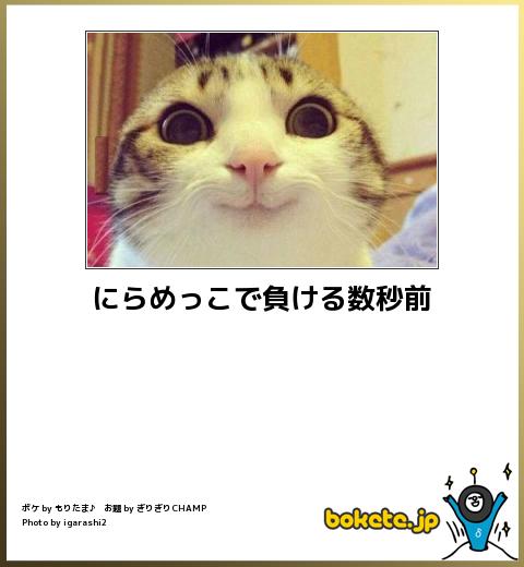 動物のボケて貼って下さい