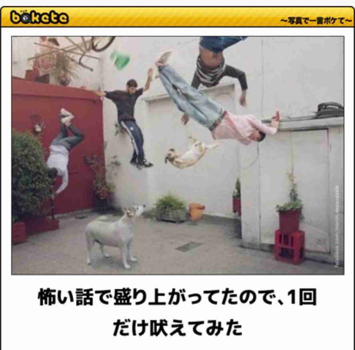 動物のボケて貼って下さい