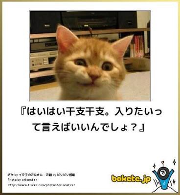 動物のボケて貼って下さい