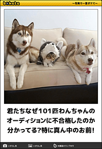 動物のボケて貼って下さい