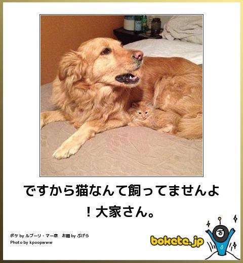 動物のボケて貼って下さい