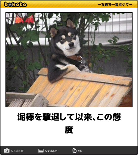 動物のボケて貼って下さい
